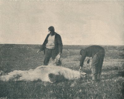 トナカイ島の死んだクマ1893年8月21日、1893年、1893年1897年 作： Unbekannt