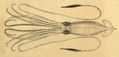 巨大イカの図、1881年。 作： Unbekannt