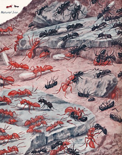アリの世界での激しい奴隷襲撃、1935 作： Unbekannt