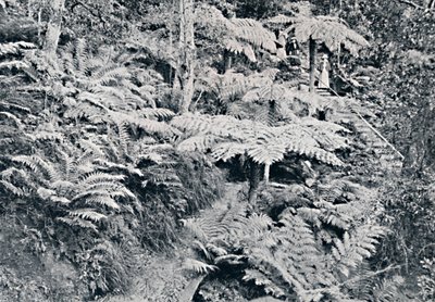 森のシダ、ルーラ、ブルーマウンテン、c1900。 作： Unbekannt