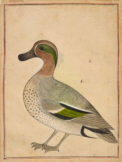 緑翼のティール、ca。 1730年。 作： Unbekannt