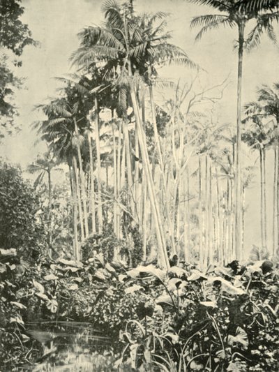 ヤシの木のグローブ、1901年。 作： Unbekannt