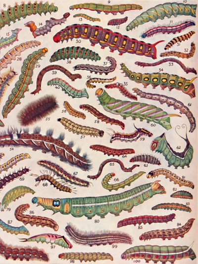蝶や蛾の毛虫の百種類、1935 作： Unbekannt