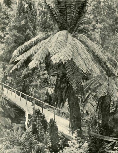 素朴な橋、1901年。 作： Unbekannt