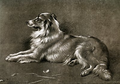 牧羊犬、1901 作： Unbekannt