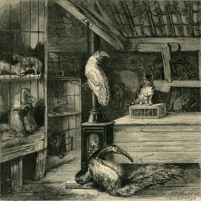 野獣ショップ、c1873。 作： Unbekannt