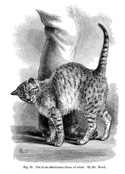 愛情に満ちた猫（『人と動物の表現と感情』1872年より 作： Unbekannt