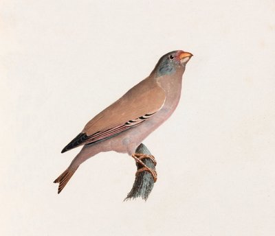 鳥のカラーイラスト 作： Unbekannt