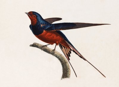 茶色と青色の鳥のカラーイラスト 作： Unbekannt