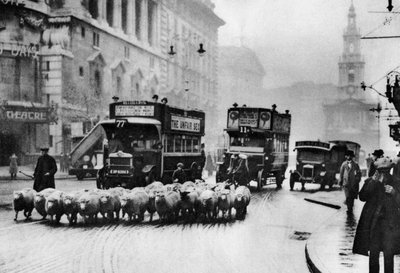 ストランドの羊の群れ、ロンドン、1926-1927 作： Unbekannt