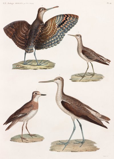 全ページに渡って鳥類のカラーイラストを掲載 作： Unbekannt