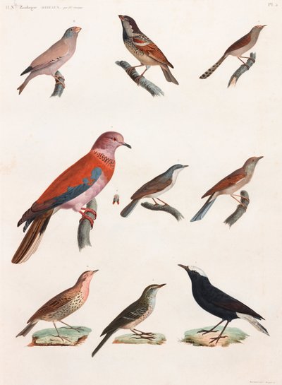 全ページに渡って鳥類のカラーイラストを掲載 作： Unbekannt