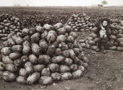 収穫したカブの山を持つ少女、スウェーデン、ランツクルーナ近郊、1910年 作： Unbekannt