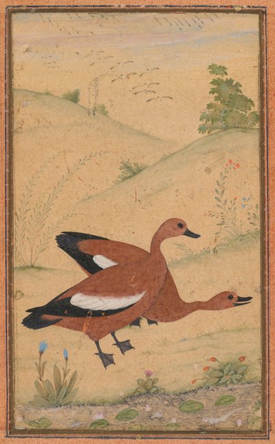 Brahminyアヒルのペア、c。 1595年、国境はおそらく1800年代を追加しました。 作： Unbekannt