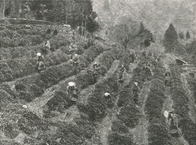 町の外の茶畑、神戸、1895年。 作： Unbekannt