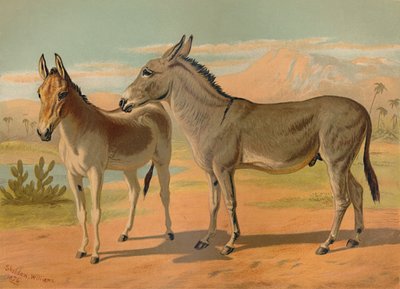 アビシニアンワイルドオスアス＆メスインディアンオネージャー、c1879。 作： Unbekannt