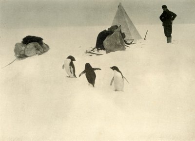アデリーペンギンはキャンプc1908、1909を訪問します。 作： Unbekannt