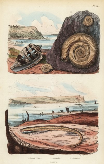 アドミラルコーン（Conus ammiralis）1、ヤツメウナギ（Petromyzon marinus）2、絶滅したアンモナイト軟体動物の化石3のアンモセットまたは幼生期 作： Unbekannt