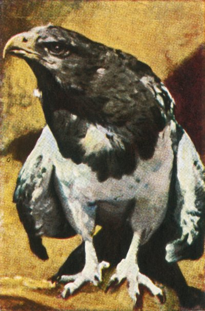 大人の針、c1928。 作： Unbekannt