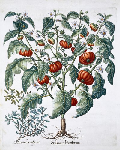アフリカのトマトとマジョラムの植物、1613年 作： Unbekannt