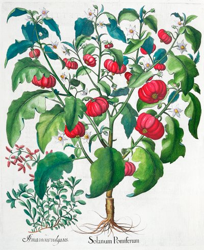 アフリカのトマトとマジョラムの植物、1613年 作： Unbekannt