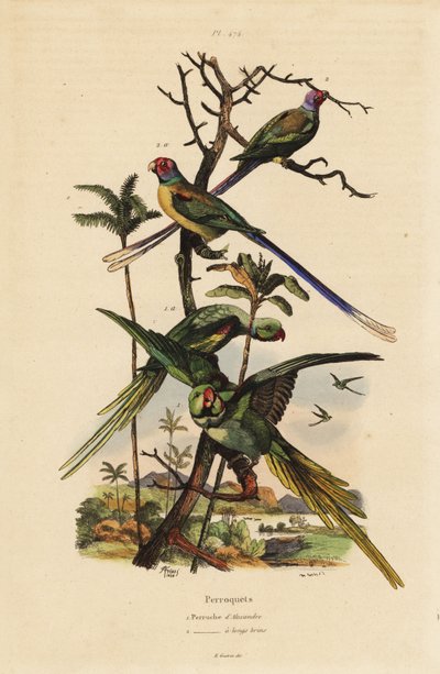 Alexandrine parakeet, Psittacula eupatria, and long-tailed parakeet, Psittacula longicauda Perruche d