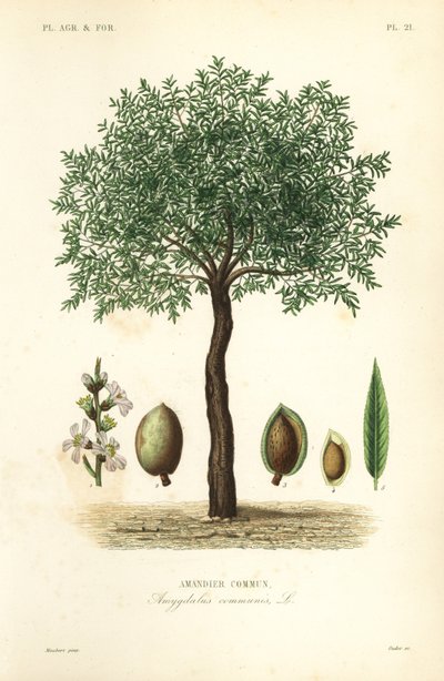 アーモンドの木、Prunus dulcis、Amandier commun 作： Unbekannt