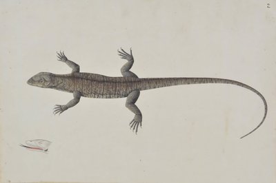 インドの Bish-Khopra トカゲ、カリフォルニア州。 1790年。 作： Unbekannt