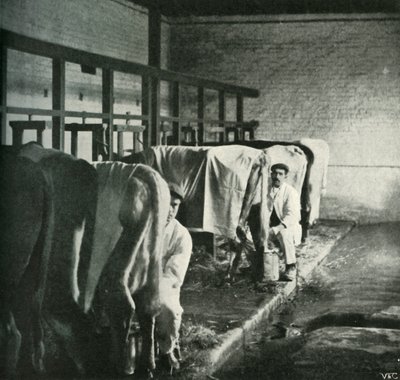ウォーカーゴードンファームの最新の搾乳小屋、1902年。 作： Unbekannt