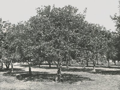 1895年、街の近くのオレンジの木立、セントオーガスティン、アメリカ合衆国。 作： Unbekannt