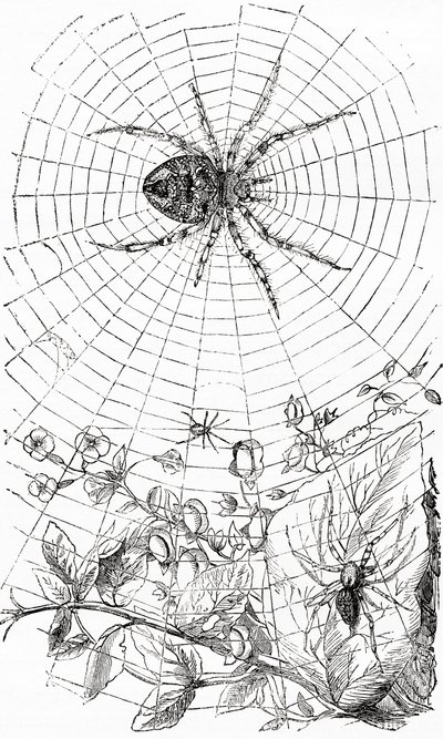 オーブ・ウィーバー・スパイダーまたはアラネイド。 作： Unbekannt
