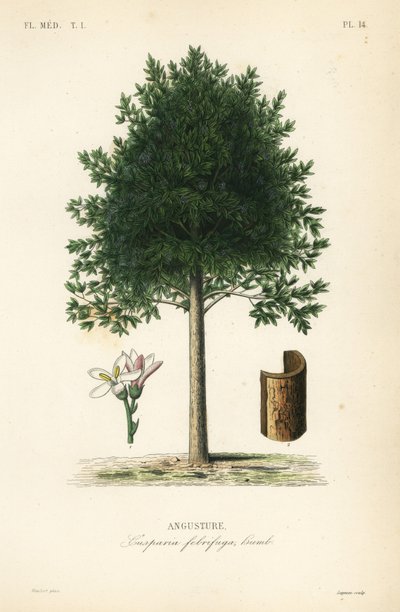 Angostura trifoliata, Cusparia febrifuga, Angusture 作： Unbekannt