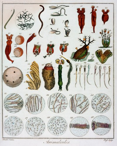 Anton van Leeuwenhoek によって観察された「Animalcules」、c1795 作： Unbekannt
