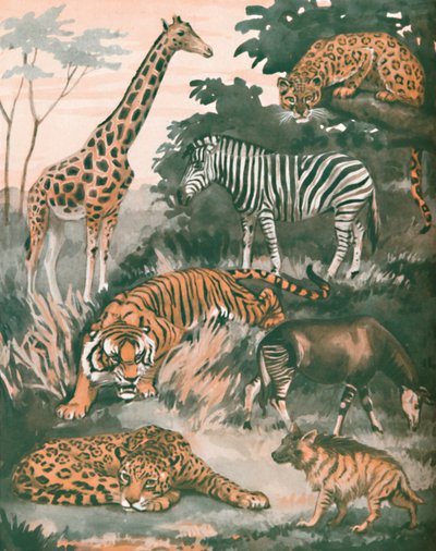 斑点と縞模様に助けられた動物、1935 作： Unbekannt