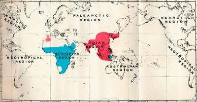 Anthropoidea-VI。さまざまな種の青とマカクス赤の地図分布、1897 作： Unbekannt
