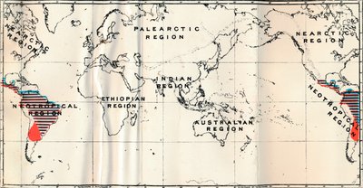 Anthropoidea-V.家族ハパリダエレッドとセビダエブルーの地図分布、1897 作： Unbekannt