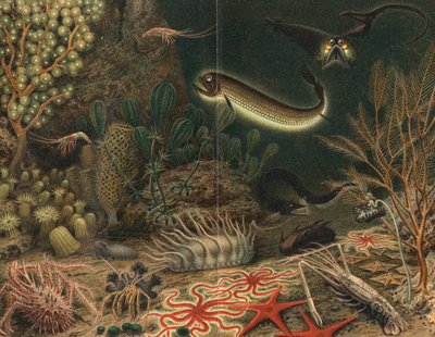 発光する魚のいる深海シーンのアーティストの印象、1903 作： Unbekannt