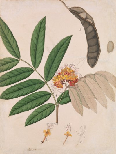 アショカの木の花、葉、鞘、種子、19 世紀前半。 作： Unbekannt