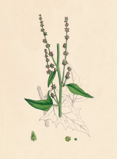 Atriplex Smithii。スミス・オラチェ、19世紀 作： Unbekannt