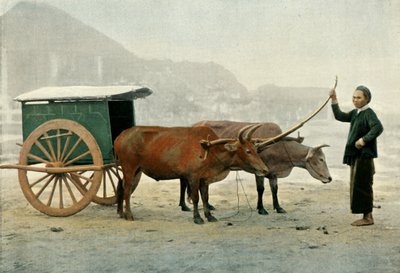 Attelageアナミテ、アナミテヨーク、1900年。 作： Unbekannt