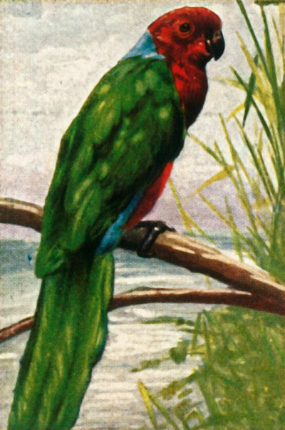 オーストラルインコ、c1928。 作： Unbekannt