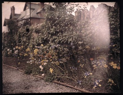 花のオートクローム、1908年頃 作： Unbekannt