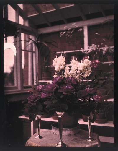温室に置かれた銀製の花瓶に入ったピンクのバラのオートクローム写真、1910年頃 作： Unbekannt