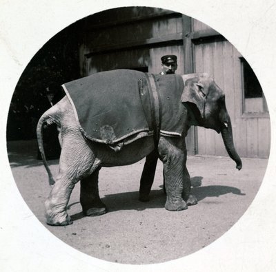 「動物園の赤ちゃんゾウ」1890年頃 作： Unbekannt
