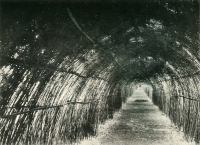 バラックポアのバンブーアベニュー、1904年、1925年。 作： Unbekannt