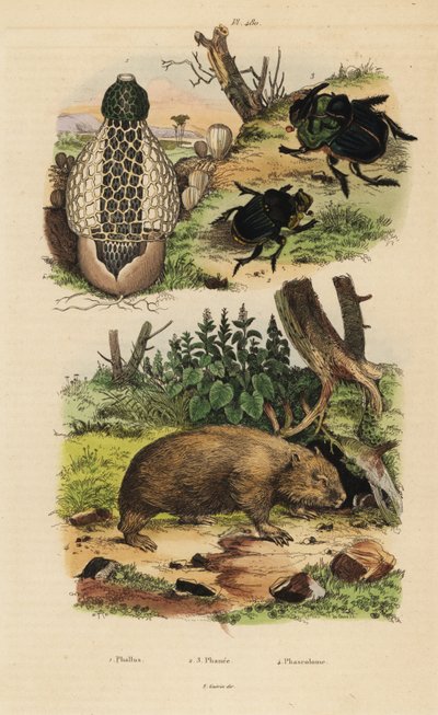 竹の菌、Phallus indusiatus 1、コガネムシ、Coprophanaeus ensifer 2、Diabroctis mimas 3、コモンウォンバット、Vombatus ursinus 4 作： Unbekannt
