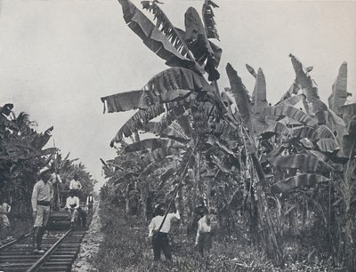 バナナプランテーション、1924 作： Unbekannt