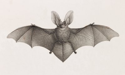 コウモリの耳を持つ品種、エジプトのコウモリ 作： Unbekannt