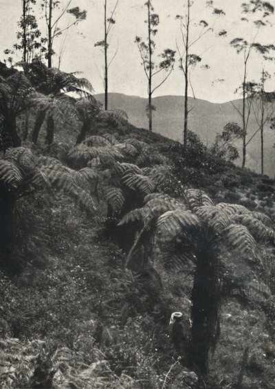 Baumfarne tAlsophilaがUAをカバー（1926年） 作： Unbekannt