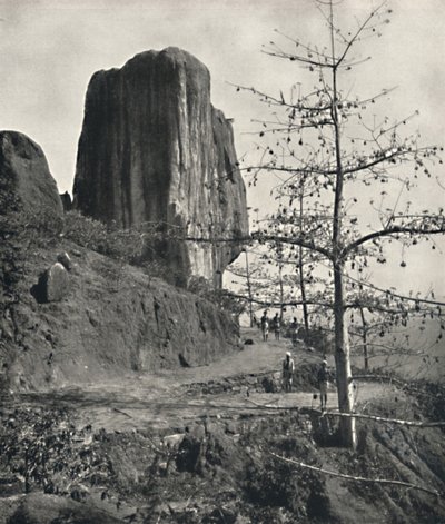 熟した種子を持つ綿の木Bombax malabaricum、1926 作： Unbekannt